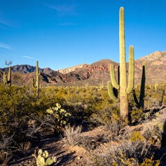 Desert landscape with saguaro cacti (1)
