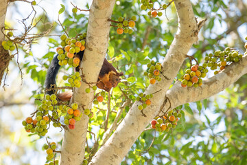 Indian or malabar giant squirrel eating figs on a ficus racemosa tree, ratufa indica, forest and woodland of India in Masinagudi highlands 