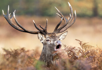 Portrait of a red deer stag calling during the rut in autumn
