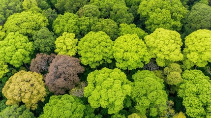 A lush aerial view of varying shades of green trees, with one brown tree, emphasizes the diversity of forest ecosystems, This image is great for environmental projects or nature presentations,