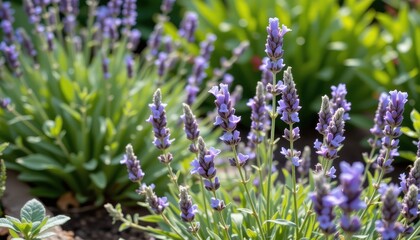 Obraz premium a tranquil garden scene featuring lavender plants with soft purple flowers and fragrant leaves creating a relaxing peaceful atmosphere for meditation and outdoor relaxation spaces