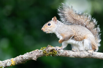Portrait of a curious young grey squirrel standing on a tree branch