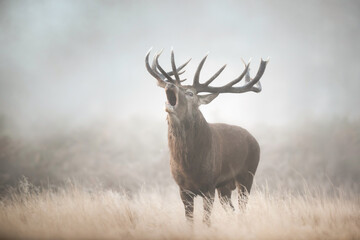 Portrait of a red deer stag calling in the mist during the autumn rut