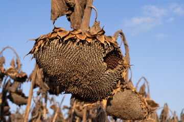 Dried Sunflower Seed Field at Harvest Season Under Clear Sky