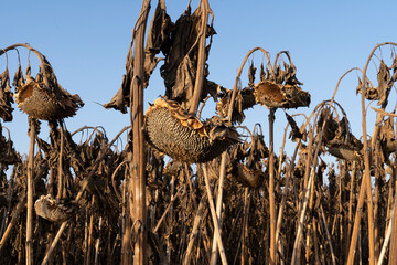 Dried Sunflower Seed Field at Harvest Season Under Clear Sky