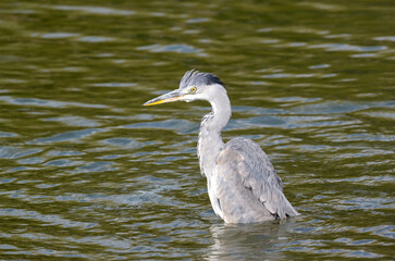 Portrait of a grey heron standing in shallow water