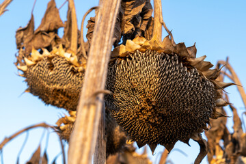 Dried Sunflower Seed Field at Harvest Season Under Clear Sky