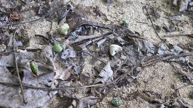 Hermit crabs with different shell-houses on the shores, Sulawesi Island. Bunaken