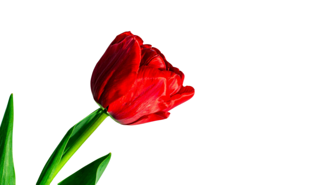 red tulip flower with leaves, isolated, card layout
