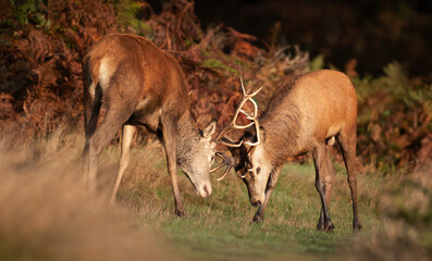 Two young red deer stags fighting during rut in autumn