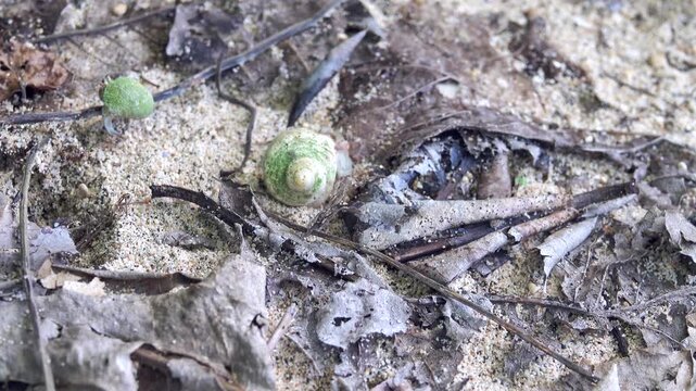 Hermit crabs with different shell-houses on the shores, Sulawesi Island. Bunaken