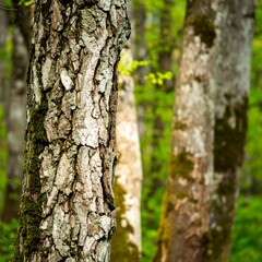 Obraz premium Close-up tree bark in forest