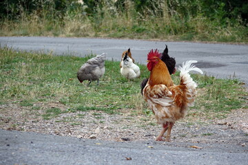 Gallo e galline che razzolano liberamente in un cortile, scena rurale e naturale, perfetta per fotografia di vita campestre e animali.