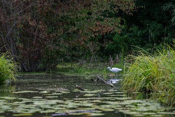 A white heron walking along the pond shore near trees and reeds.
