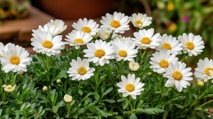 Fototapeta premium A vibrant arrangement of white daisies with yellow centers blooms gracefully, perfect for enhancing floral-themed content, gardening projects, or beautifying digital and print media,