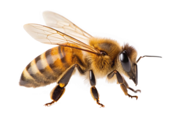 bee on transparant background. bee isolated on white