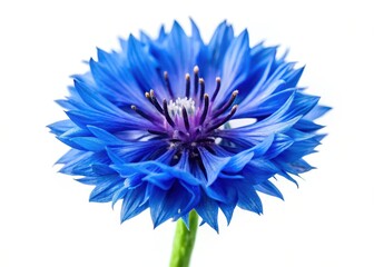 Beautiful blue cornflower isolated on white background with selective focus