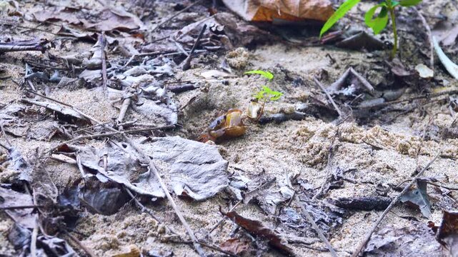 Hermit crab cleans the shell in which he is going to live. shell-house on Sulawesi Island