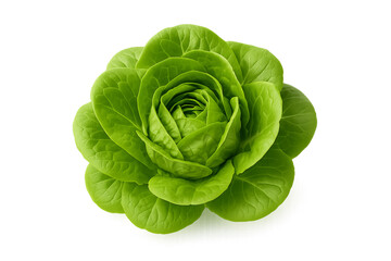 Obraz premium Fresh green lettuce head with layered leaves isolated on transparent background png, organic salad vegetable symbolizing healthy diet and nutrition