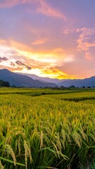 Golden rice field at sunset