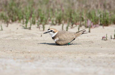 A ringed adult Kentish plover (Anarhynchus alexandrinus) feigns injury and leads away from the nest