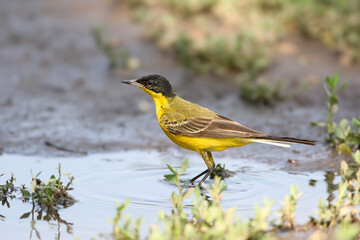 An adult Black-headed wagtail Motacilla feldegg is photographed close-up standing in a small puddle of water