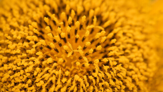 close up macro seamless wallpaper of heart or disk of yellow sunflower 
