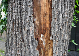 Obraz premium Weathered tree trunk with textured bark and visible damage in natural outdoor setting