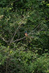 A kingfisher (Alcedo atthis) sitting on a tree branch.
