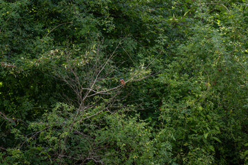 A kingfisher (Alcedo atthis) sitting on a tree branch.
