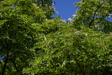 Green fruits with leaves of the Amur cork tree (Phellodendron amurense).

