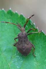 Closeup on a nymph instar of the Common dock bug , Coreus marginatus