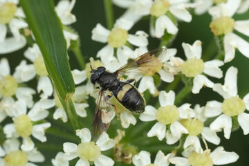 Closeup on a Pipiza festiva hoverfly, on a white flower in the field