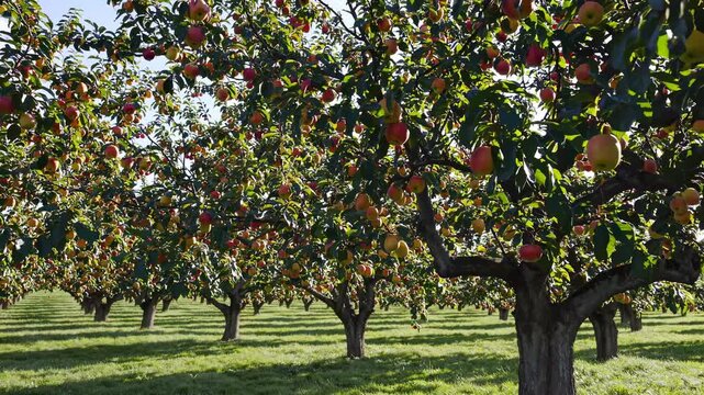 A wide-angle video shot of a lush apple orchard, showcasing rows of fruit-laden trees under a clear sky, capturing the essence of a bountiful harvest.