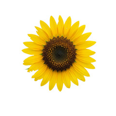Obraz premium Flower With Transparent PNG background