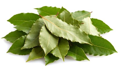 Obraz premium Fresh bay leaves on white background