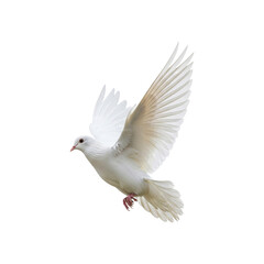White dove flying peace bird freedom wings animal nature beautiful flight avian symbol peaceful soaring on transparent background