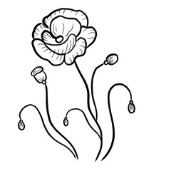 Hand drawn poppy flower illustration isolated on white background
