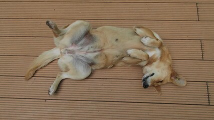 Relaxed stray dog lying on its back on wooden floor, playful pet enjoying rest outdoors, funny cute domestic animal behavior, carefree lifestyle and innocence of happy dog, concept of relaxation.