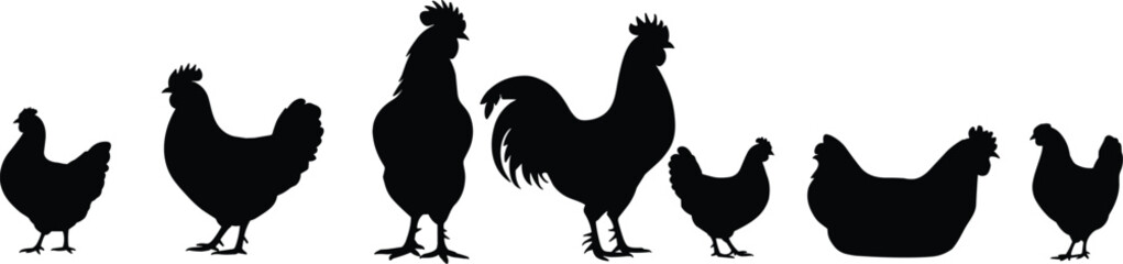 Black silhouettes of chickens and roosters, farm poultry vector set, hen and cock side view in various natural poses