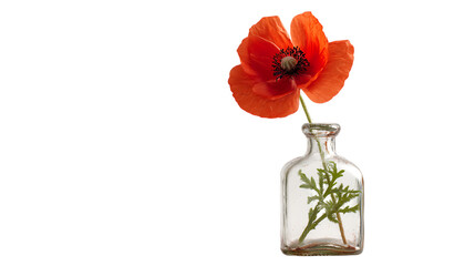 Obraz premium poppy flower isolated on white background