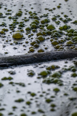 Green bubbles floating on the surface of a pond, likely formed by algae or organic matter.
