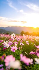 Obraz premium Vibrant cosmos flowers field at sunset
