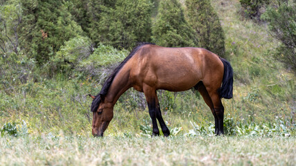 Brown horse standing on meadow and eating green grass in natural outdoor environment