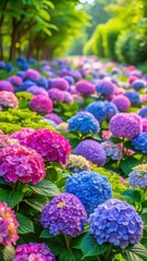 hydrangea garden with vibrant flowers