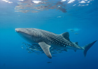 Naklejka premium A majestic whale shark swimming gracefully in the clear blue waters of a tropical ocean.