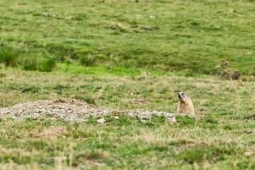Alpine marmot hiding in its burrow in a mountain meadow in the Pyrenees