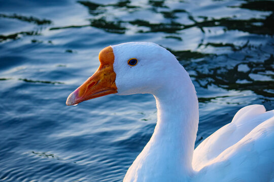 Stunning 4K close-up portrait of a white Embden goose against a blue water background. The footage details its bright orange beak, blue eye, and clean white feathers.
