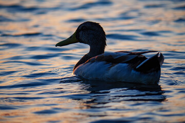 Dramatic silhouette of a male Mallard duck swimming at sunset, the warm, golden light of the setting sun creating a beautiful and powerful outline of the bird.