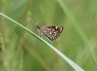 Spiegelfleck-Dickkopffalter - Large chequered skipper